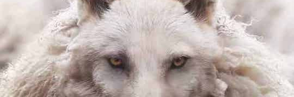 Wolf in sheep's clothing